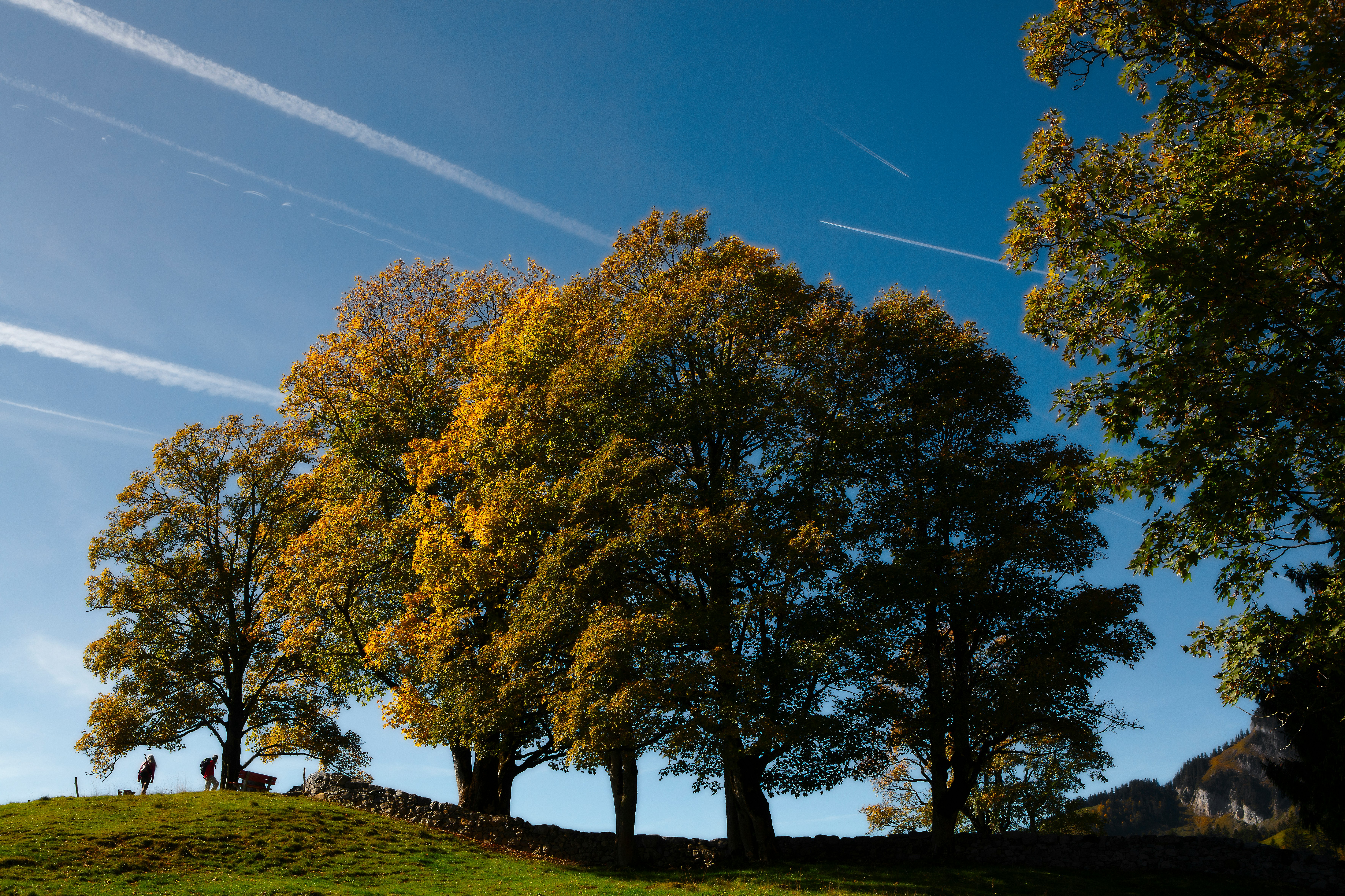 green-leafed trees during daytime